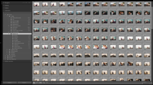 Screenshot of a Lightroom photo gallery